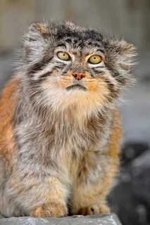 Манула кошка