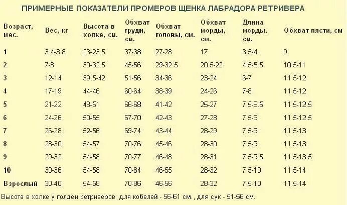 Сколько должен съесть щенок. Сколько весит лабрадор в 5 месяцев. лабрадор ретривер 2 месяца вес. щенок лабрадора 2 5 месяца вес. сколько раз в день кормить щенка лабрадора в 5 месяцев сухим кормом.