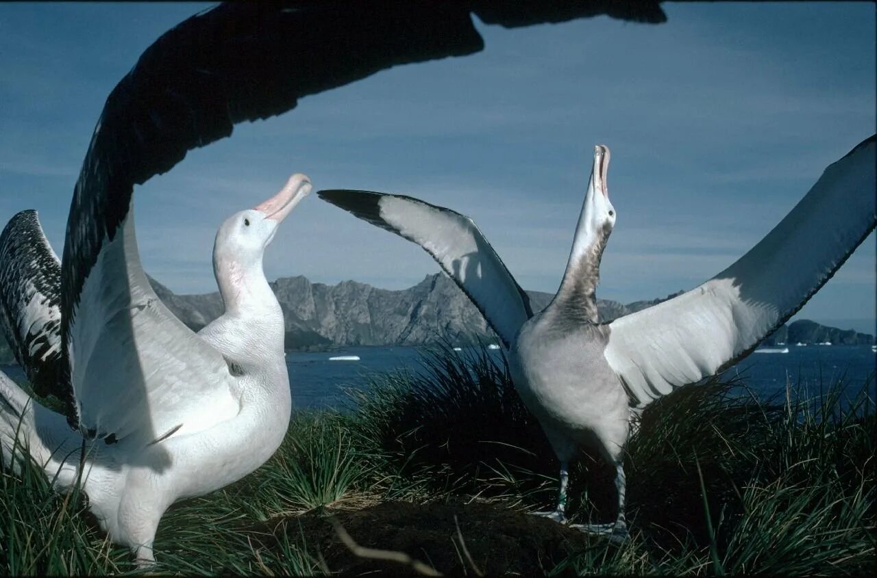 Где обитают альбатросы. Галапагосские острова Альбатрос. Голопоские острова Альбатрос. Странствующий Альбатрос. Альбатрос и Чайка.