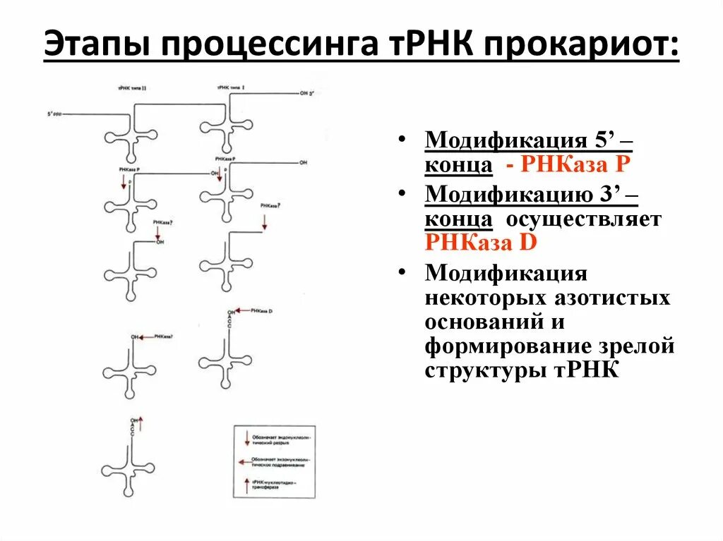 Процессинг ТРНК У эукариот. Процессинг РРНК У прокариот. Процессинг у эукариот этапы. Процессинг ТРНК И РРНК У эукариот. Процессинг белка этапы