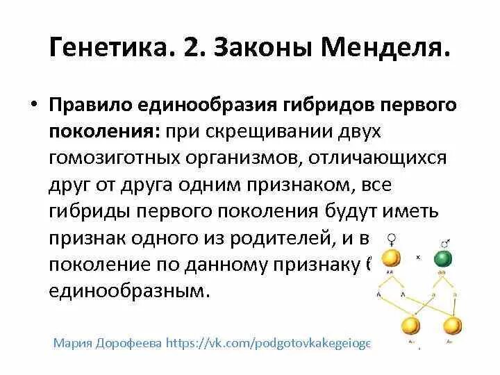 Первое правило гибридов первого поколения. Правило единообразия гибридов 1 поколения. Правило единообразия – 1 закон Менделя.. Правило единообразия первого поколения. Правило единообразия гибридов первого поколения проявляется при.