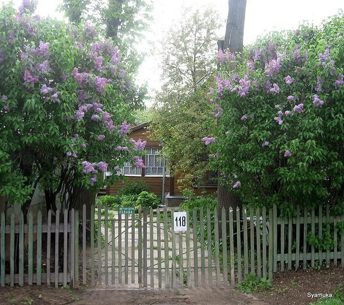 Что входит в понятие дом куст сирени. Куприн сиреневый куст. Что входит в понятие дом куст сирени. Что входит в понятие дом куст сирени. Что входит в понятие дом куст сирени.