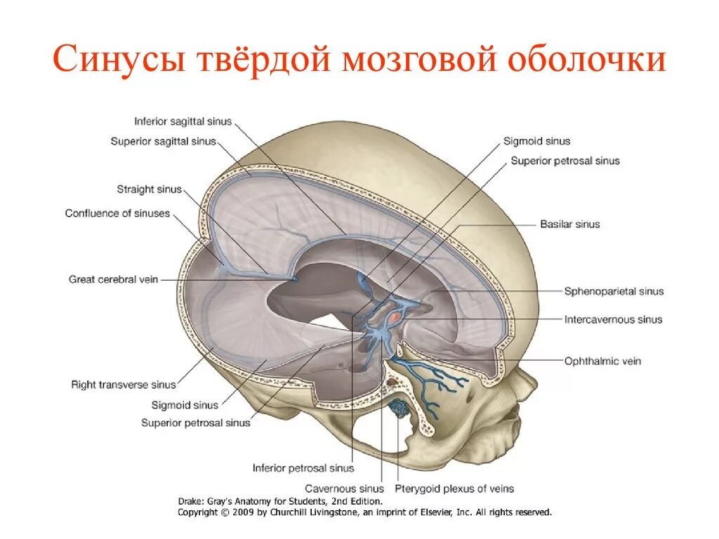 Твердая мозговая оболочка намет мозжечка. Верхний Сагиттальный синус твердой мозговой оболочки. Поперечный синус твердой мозговой оболочки. Синусы твердой оболочки головного мозга анатомия.