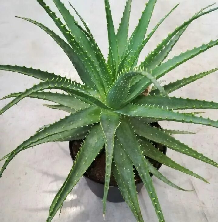 Алоэ древовидное столетник. Алоэ домашнее виды. Цветок алоэ столетник. Цветок алоэ столетник. Алоэ широколистный лечебный.