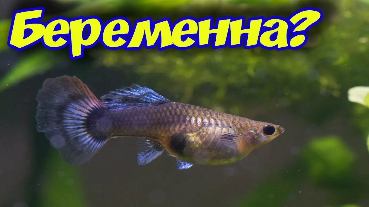 беременная с котом. беременные женщины. нормальная беременность длится. эко двойня. подсчёт даты родов, срока беременности.