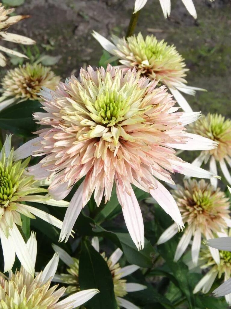 Эхинацея черри Флафф. Эхинацея Echinacea Cherry fluff. Эхинацея пурпурная черри Флафф. Эхинацея пурпурная милкшейк. Эхинацея сорта фото