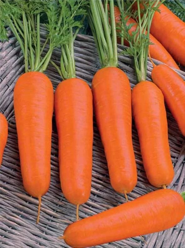 Морковь Марлинка. Морковь сорт Шантеклер. Мелкая морковка сорт. Семена мелкой моркови. Лучшие сорта моркови для средней полосы
