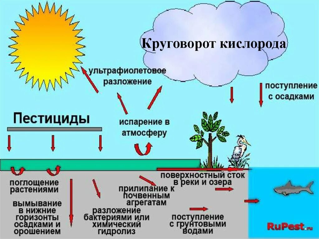 Круговорот кислорода в биосфере схема. Биохимический цикл кислорода схема. Биохимический круговорот кислорода. Круговорот кислорода в биосфере кратко. Важную роль накопления кислорода на земле сыграли