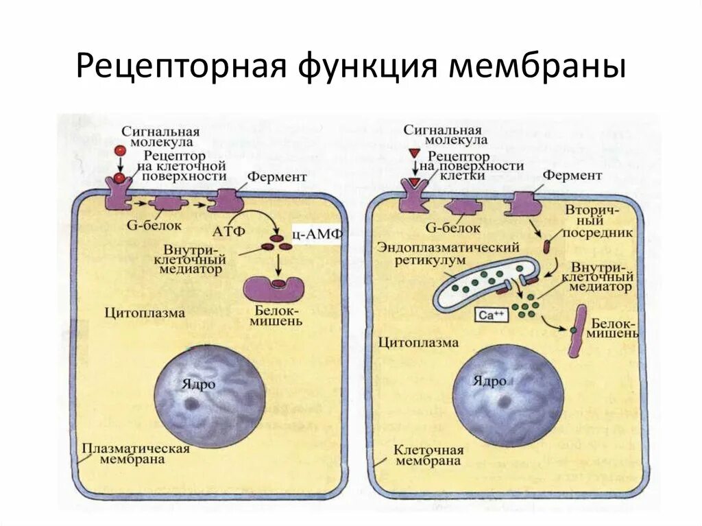 Какова роль клеточной оболочки. Рецепторная функция плазматической мембраны. Функцию рецепторов в мембране клетки выполняют. Рецепторная функция мембраны мембранный Рецептор. Функция мембраны растительной клетки.