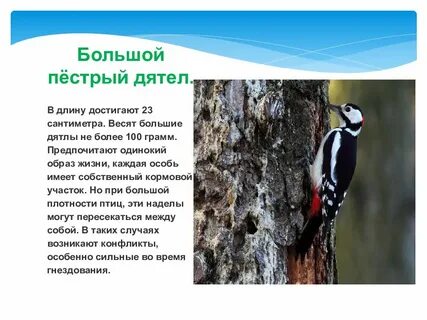 Где обитает дятел