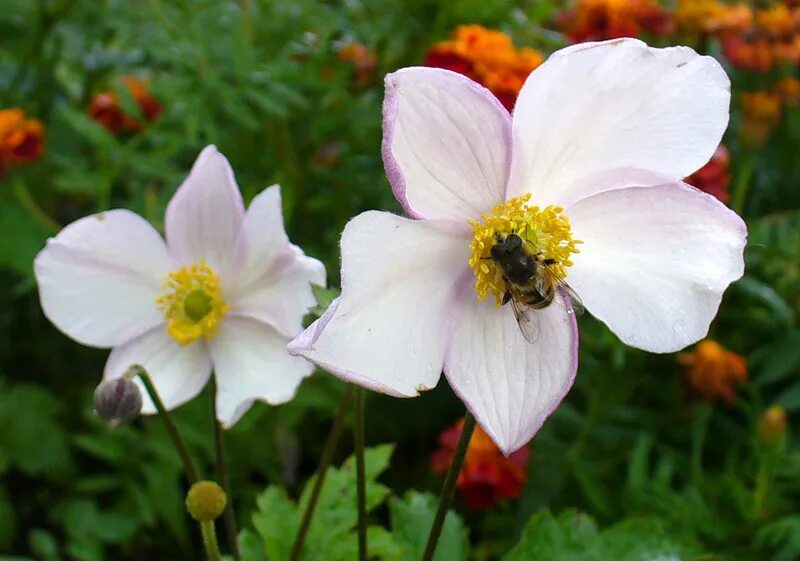 Анемона многолетняя уход в открытом грунте. Анемона японская (Anemone japonica). Анемона Тигридия. Анемона Лесная Elise Feldman. Анемона многонадрезная.