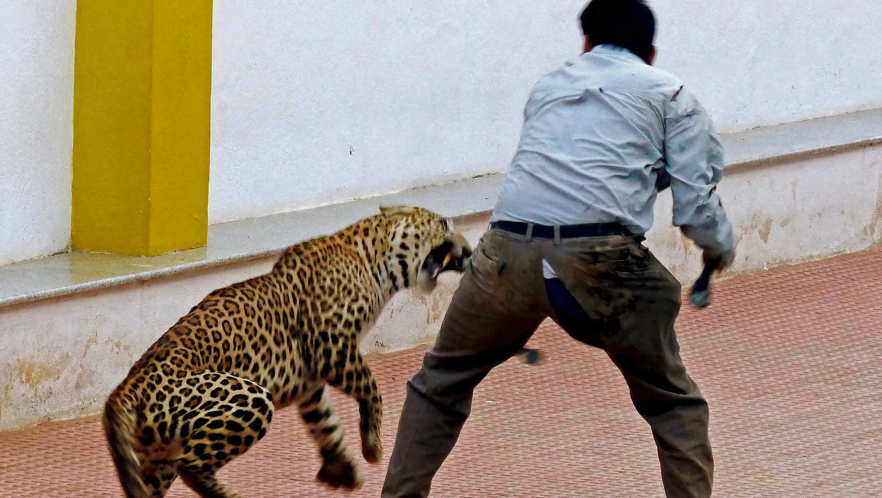 Нападения диких. Нападение диких животных. Ягуар нападает на человека. Животные нападают на людей.