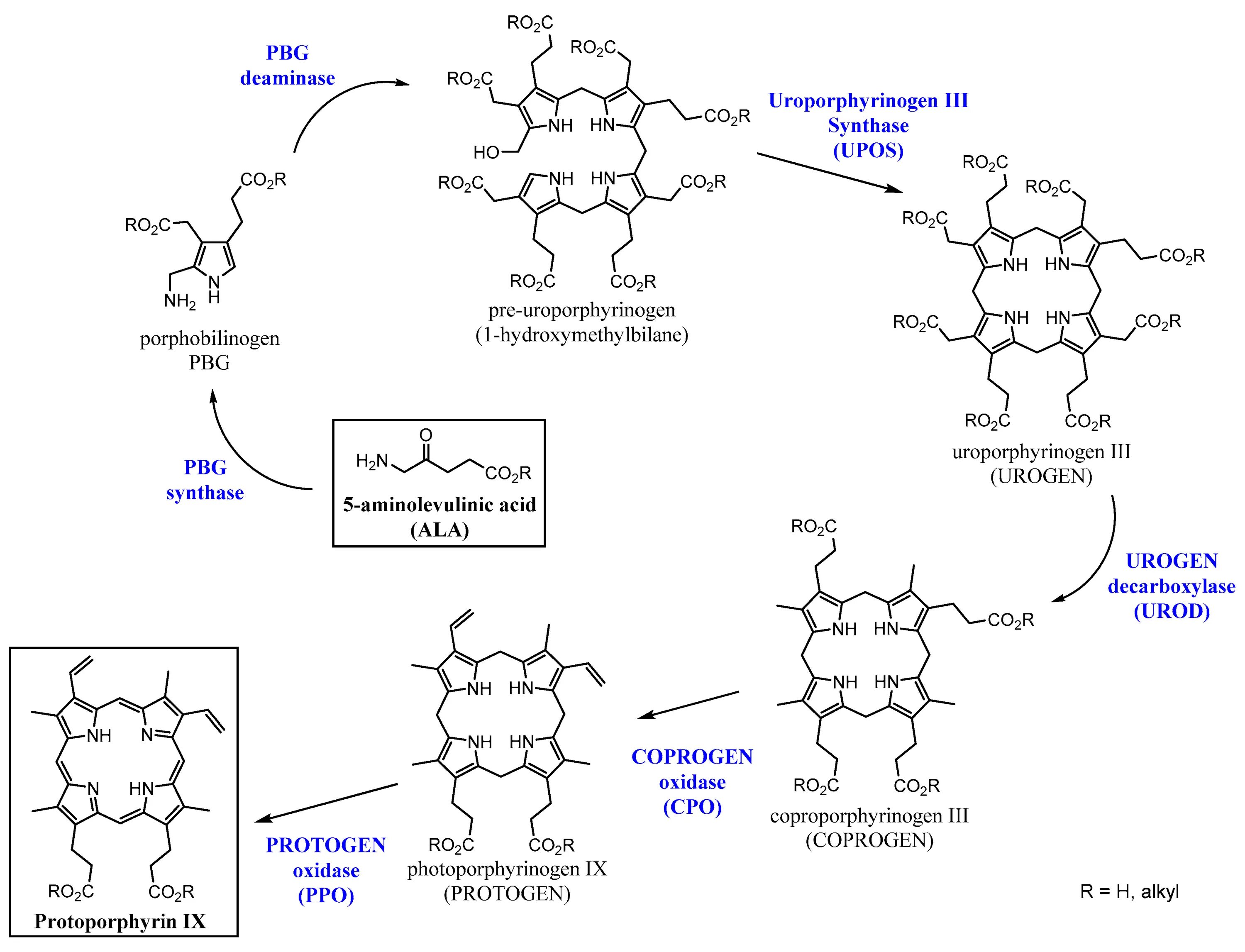 Уропорфириноген III. Уропорфириноген-III-ко-синтетаза. Уропорфириноген 1 формула. Уропорфириноген 1 синтаза.