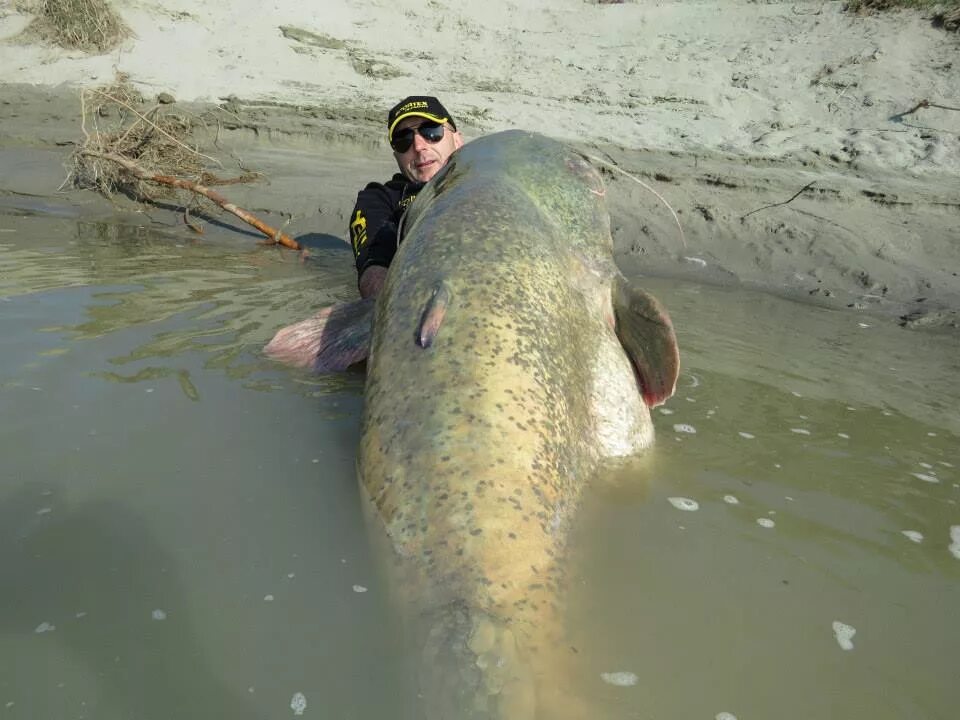 Рыба 5 метров. Сом Мегалодорас Ирвина. Сом 400 кг 5 метров на Каме. Самый большой сом. Самый большой пойманный сом.
