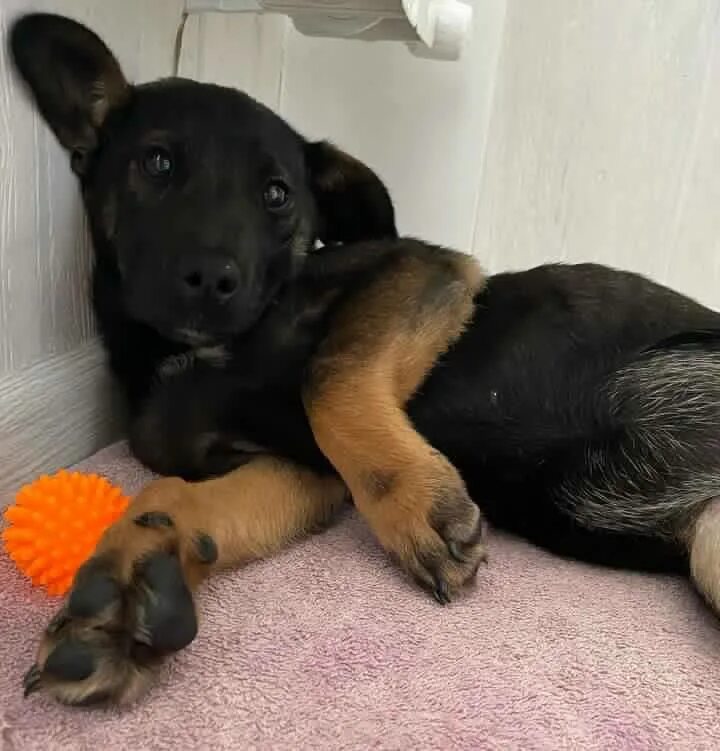 Отдам собаку в добрые руки ростов на дону. Породы собак в ростовской области. Щенок черный дворняжка дворняжка. Собака из рук в руки ростов-на-дону. Двортерьер черный щенок.