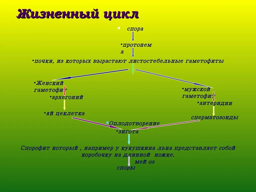 Что общего в жизненном