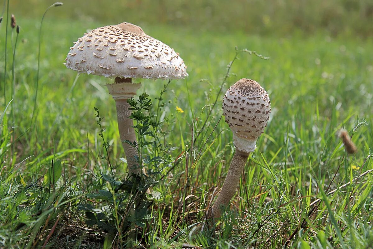 Зонтик ядовитый. Зонтик пёстрый Macrolepiota procera. Гриб - зонтик пёстрый (Macrolepiota procera).. Грибы пестрый зонтик съедобные. Гриб зонтик поганка.