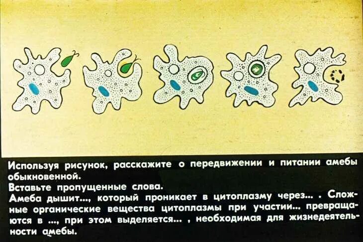 Амеба обыкновенная передвигается с помощью тест ответы. Амёба обыкновенная фагоцитоз. питание амебы стадии процесса. питание амебы протей. питание амебы обыкновенной.