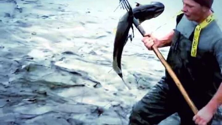 Акулы gif. Рылейка ульяновск рыбалка. Поймал рыбу гиф. Рыба билязь. Бить рыбой.