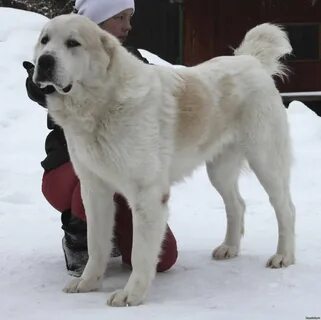 Кавказский алабай - 69 фото.