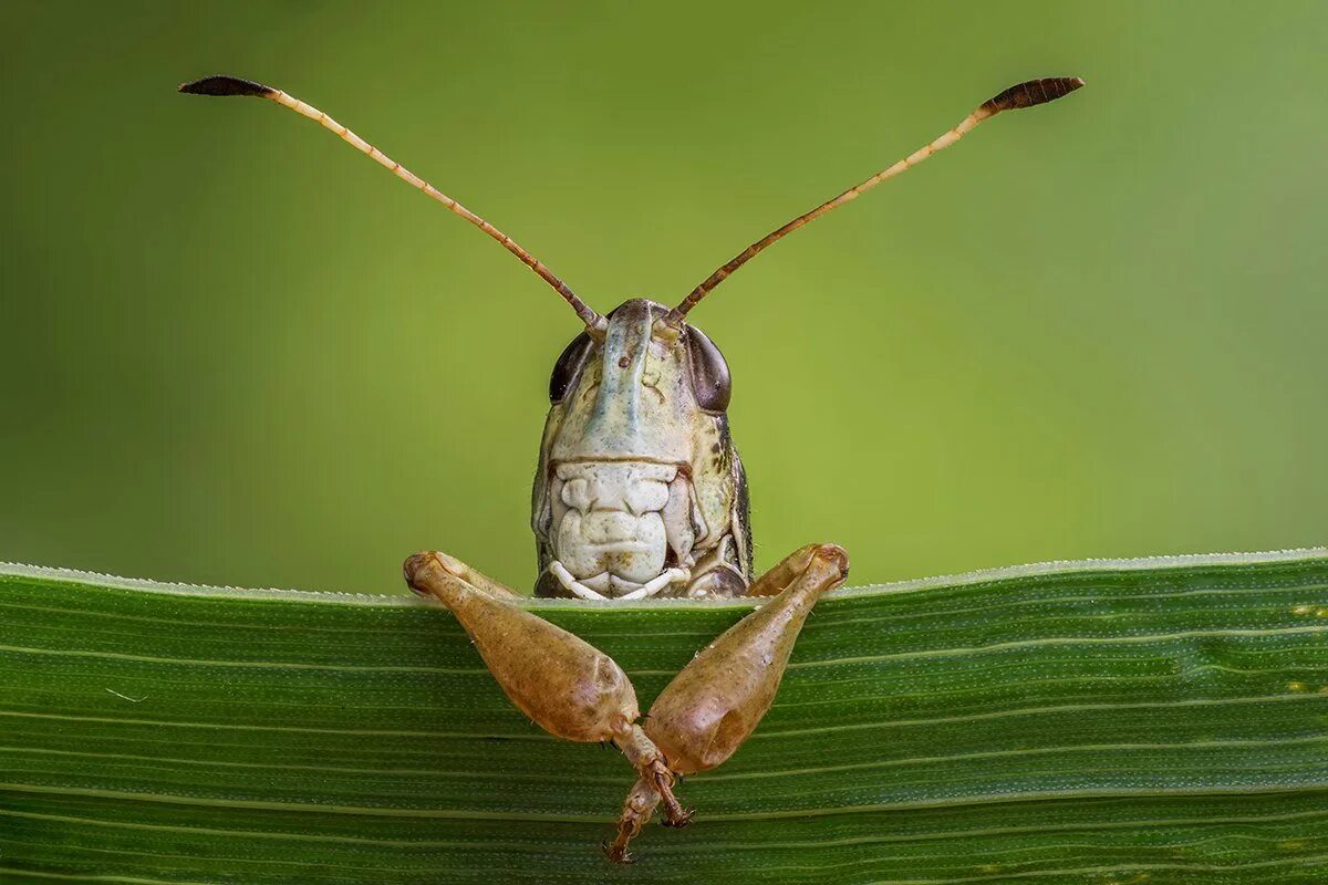 Сибирская кобылка Саранча. Кобылка Сибирская Gomphocerus sibiricus. Прямокрылые насекомые кобылка. Саранча перелётная Сибирская кобылка. Лапка кузнечика