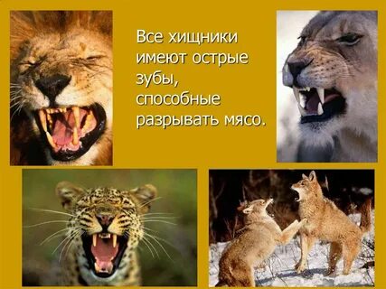 Хищные презентация