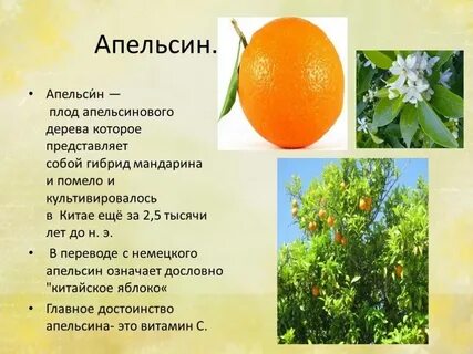 Описание фруктов какой