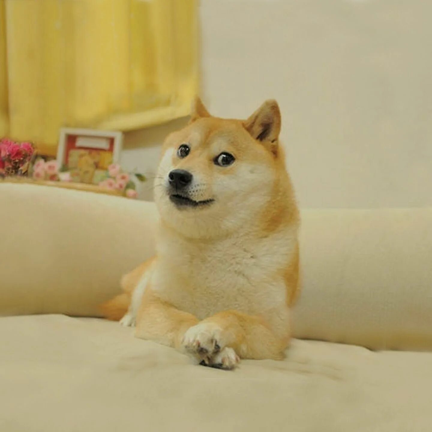 Собака из мема без фона Adorable happy dog standing on white background in full-length. Hi world! Smilin