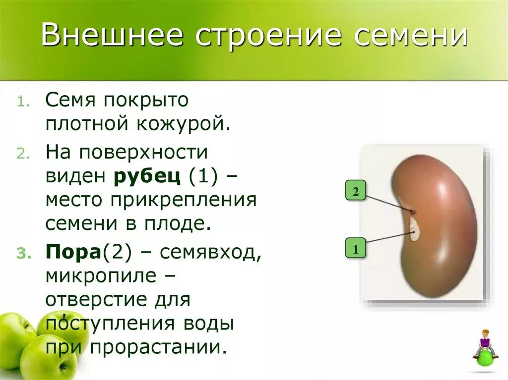 Урок биологии семена. Строение семени микропиле. Строение семени плод 6 класс биология. Функции микропиле семени. Строение семян 6 класс биология плоды растений.