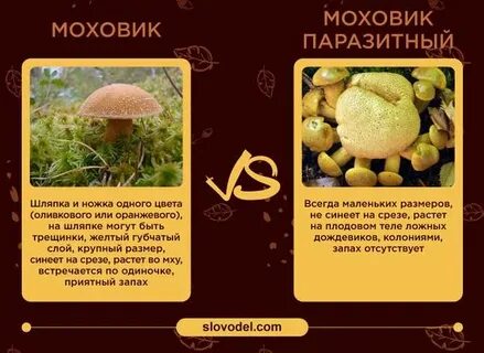 Моховик ложный как отличить
