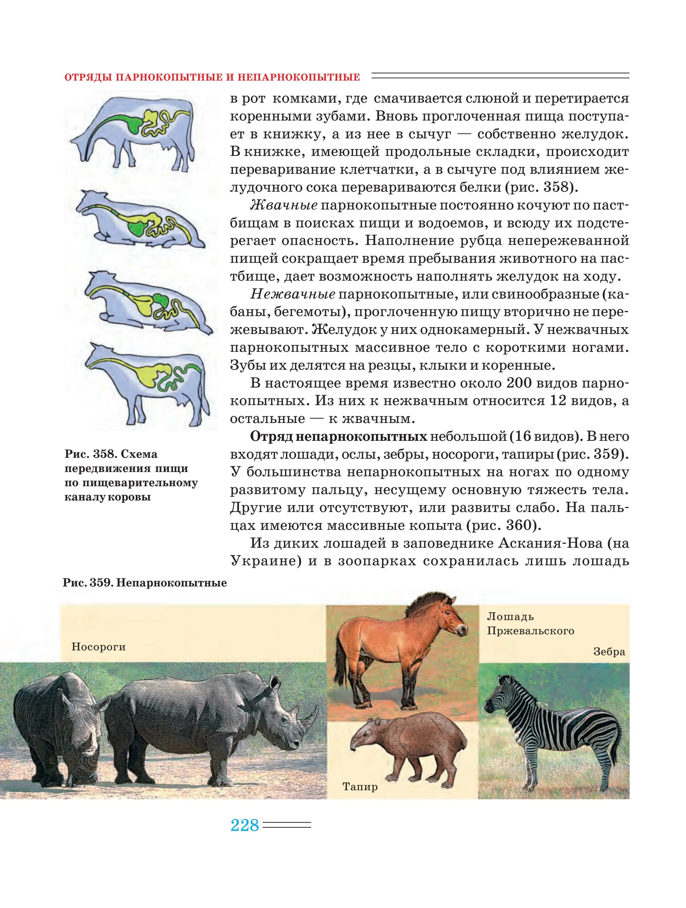 Отряд парнокопытные и непарнокопытные. Парнокопытные и непарнокопытные животные таблица. Парнокопытные и непарнокопытные отличия животные. Отряд непарнокопытные схема. К парнокопытным относят