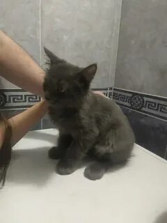 Котята 3 месяца форум