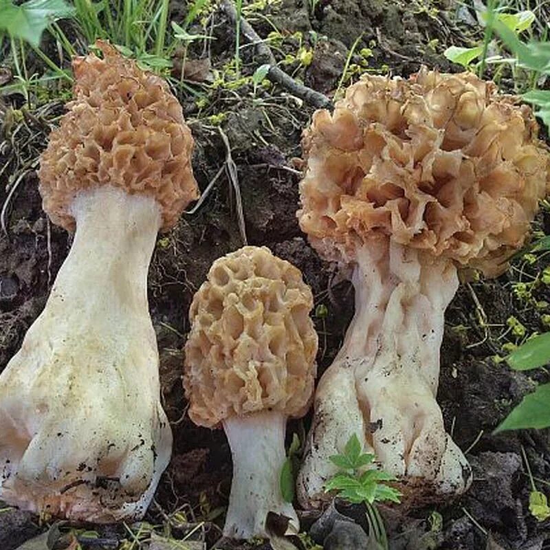 Сморчок степной. Сморчок толстоногий (Morchella crassipes). Сумчатые грибы сморчки. Пецицевые сморчок. Сморчок деликатесный.