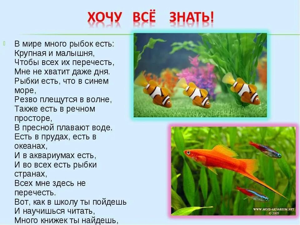 Стих про рыбку для детей. Стихи про рыб. Стихи про аквариумных рыбок. Стихи об аквариумных рыбках для дошкольников. Стихотворение о рыбах для дошкольников.