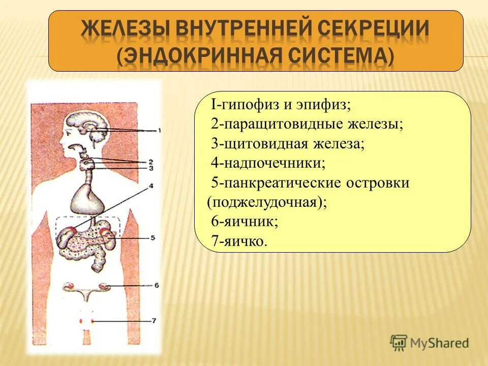 Половыми железами называют