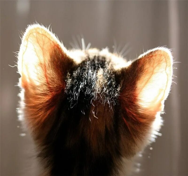 кошкины уши. ухи кота. ушные раковины у млекопитающих. кот пушистый рыжий. листовидная пузырчатка у кота.