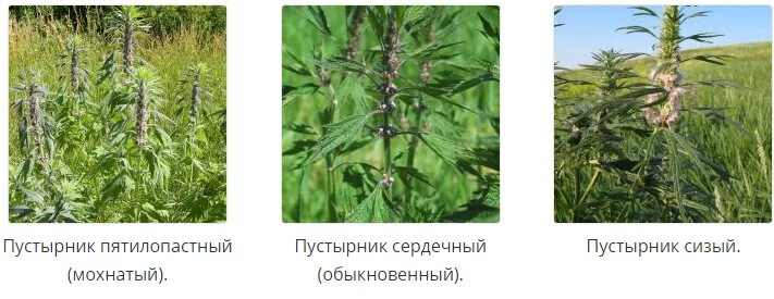 Пустырник давление повышает или. Пустырник сердечный и пятилопастный. пустырник пятилопастный. пустырник сизый. пустырник татарский.