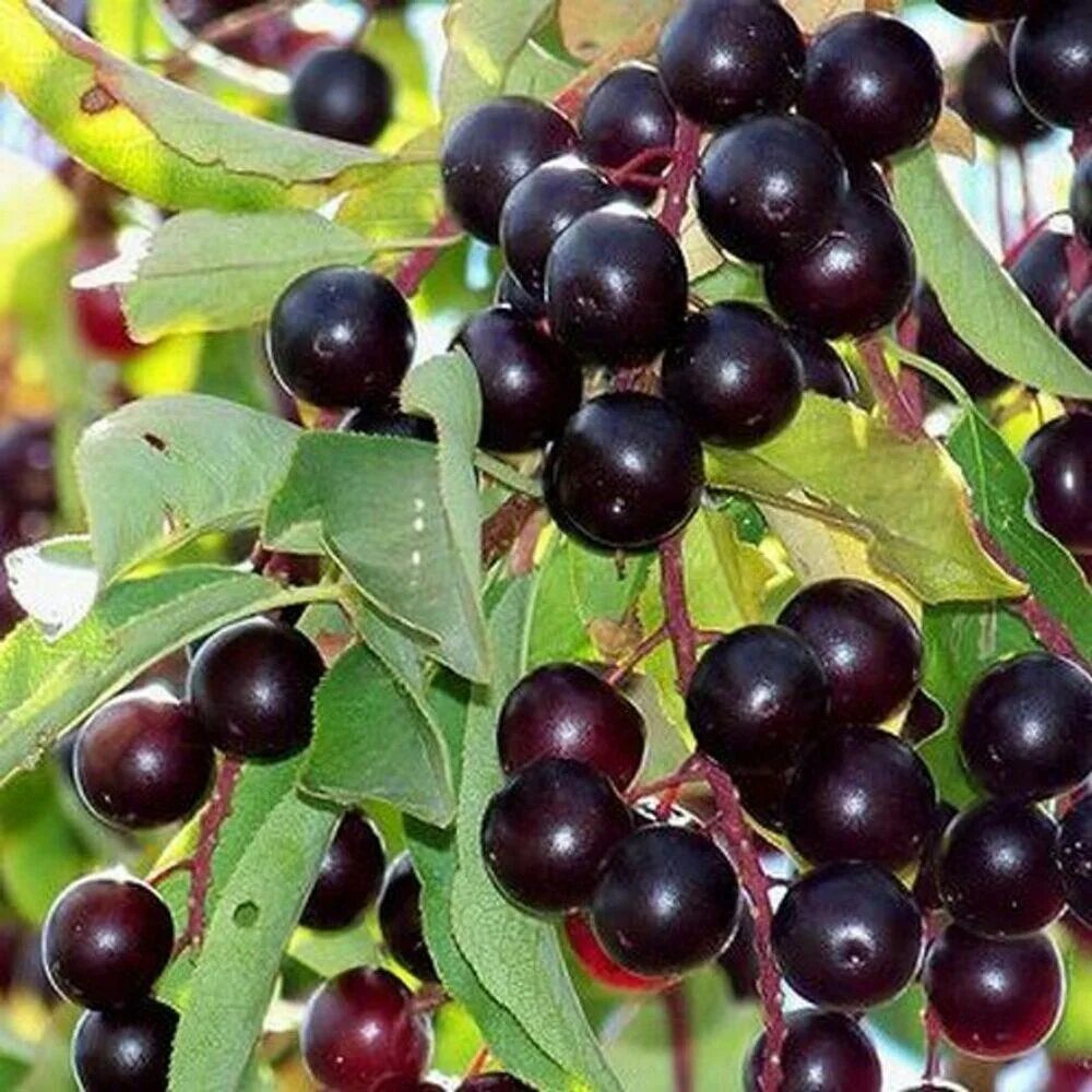 Сонник есть ягоды. Черемуха виргинская Prunus virginiana. Черемуха виргинская (Padus virginiana). Черемуха виргинская ягоды. Черёмуха виргинская, красная (Padus virginiana).