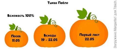 Схема посадки тыквы в открытом