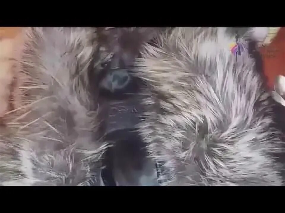 Как почистить чернобурку
