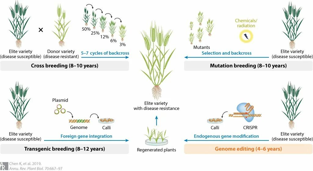 Highest breeding. Plant breeding. selective breeding. requirements of plant breeders. modern plant breeders.