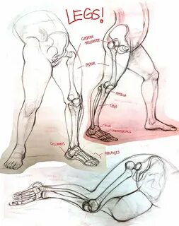 Legs anatomy