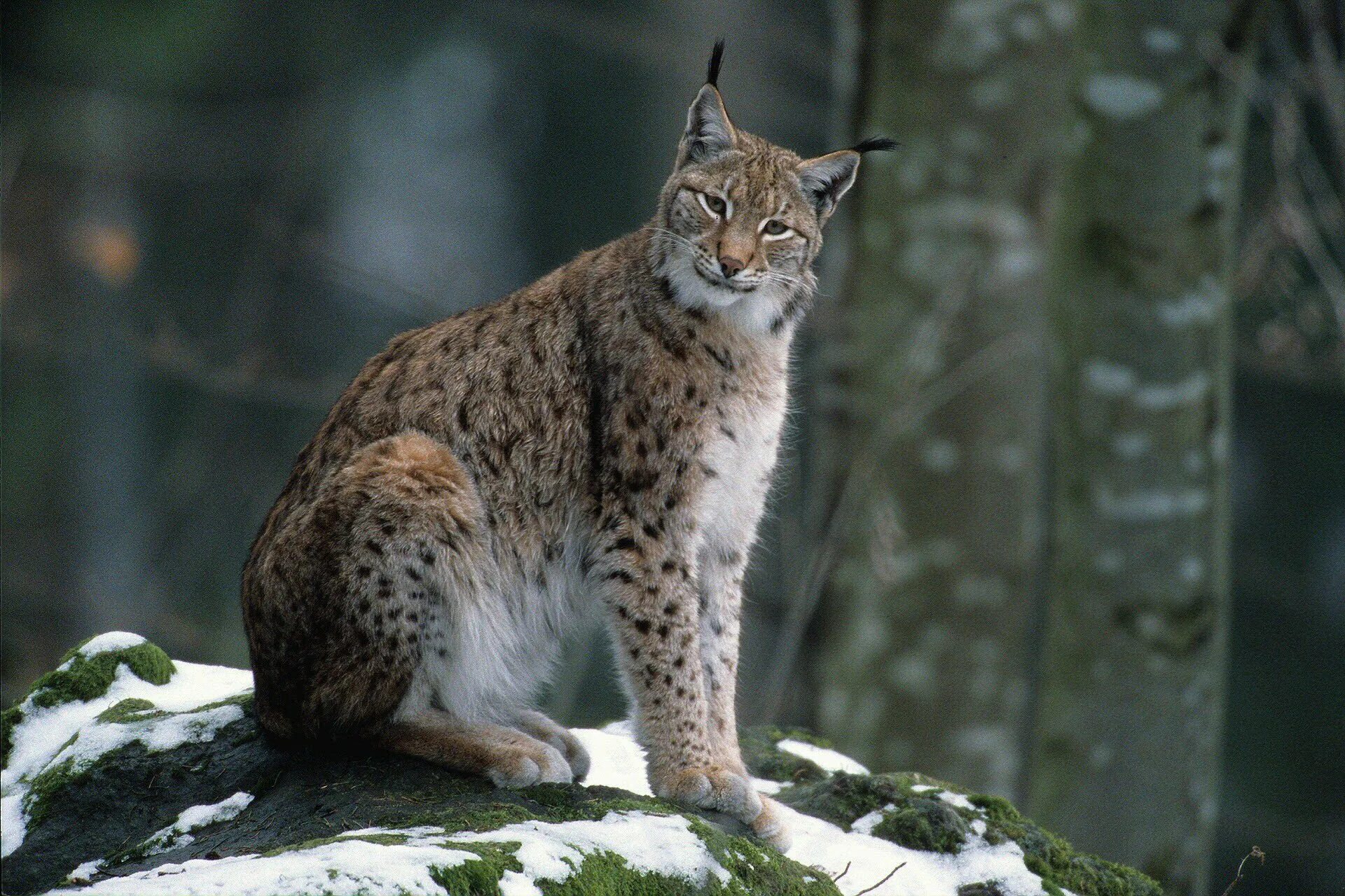 Рысь - Lynx Lynx (Linnaeus, 1758). Баргузинский заповедник Рысь. Евроазиатская Рысь Кавказская. Рысь в Кавказском заповеднике. Средняя рысь