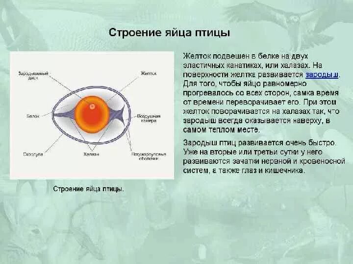 Особенности яйца птиц. Строение яйца и функции. Строение яйца птицы и функции. Яйцо биология строение и функции. Строение яйца птицы канатик.