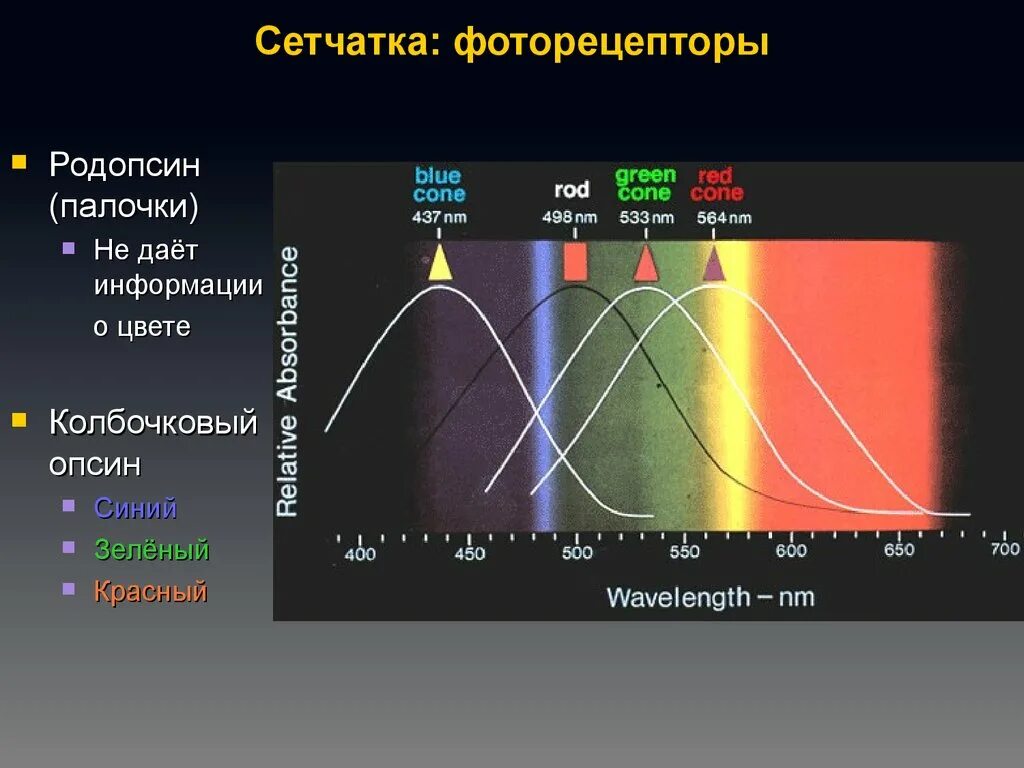 Зрительный пигмент. Зрительные пигменты на свету. Белок родопсин функция. Содержит пигменты йодопсин и родопсин. Зрительный пигмент.