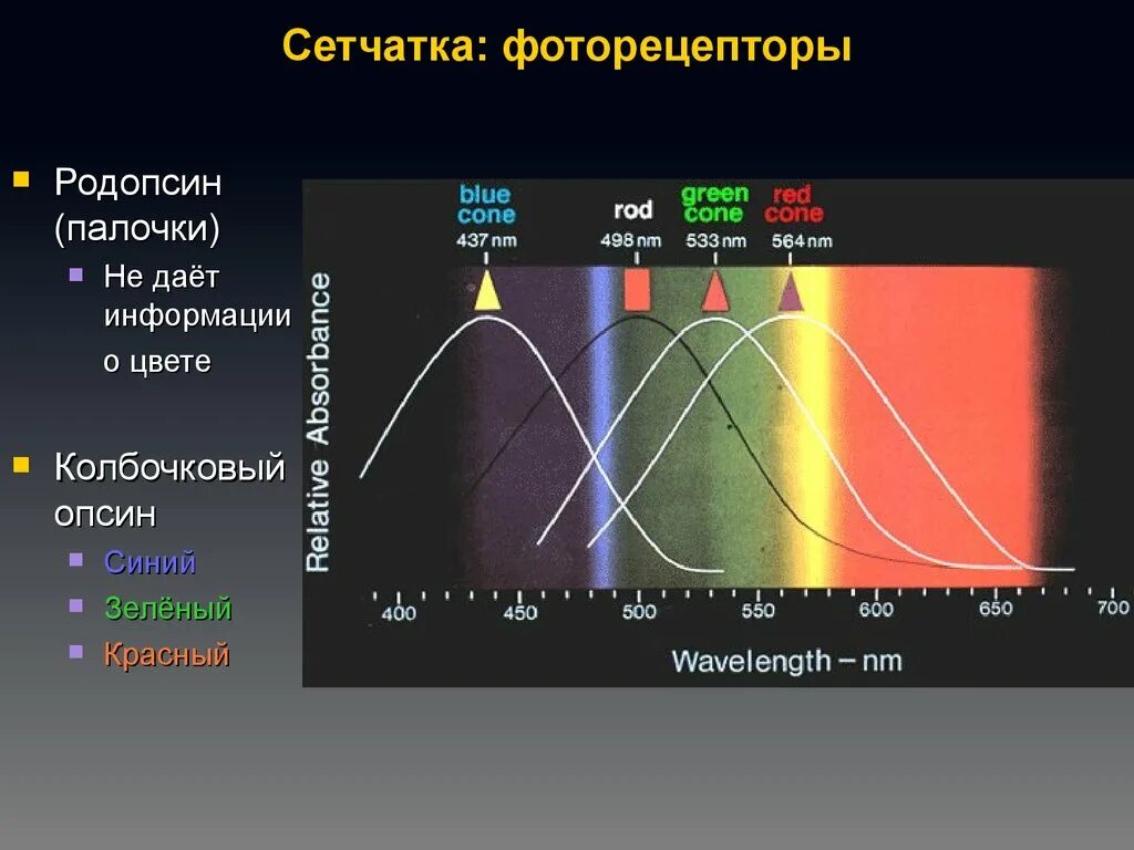 Спектры поглощения родопсина и иодопсинов, палочек и колбочек.. Спектр поглощения родопсина. Зрительный пигмент родопсин. Родопсин и йодопсин.