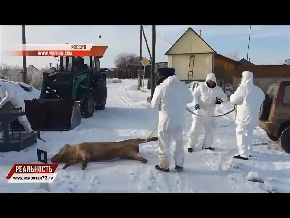 Случаи эпизоотии. Эпизоотия бешенства в Московской области. Эпизоотия у щуки опасна для человека.