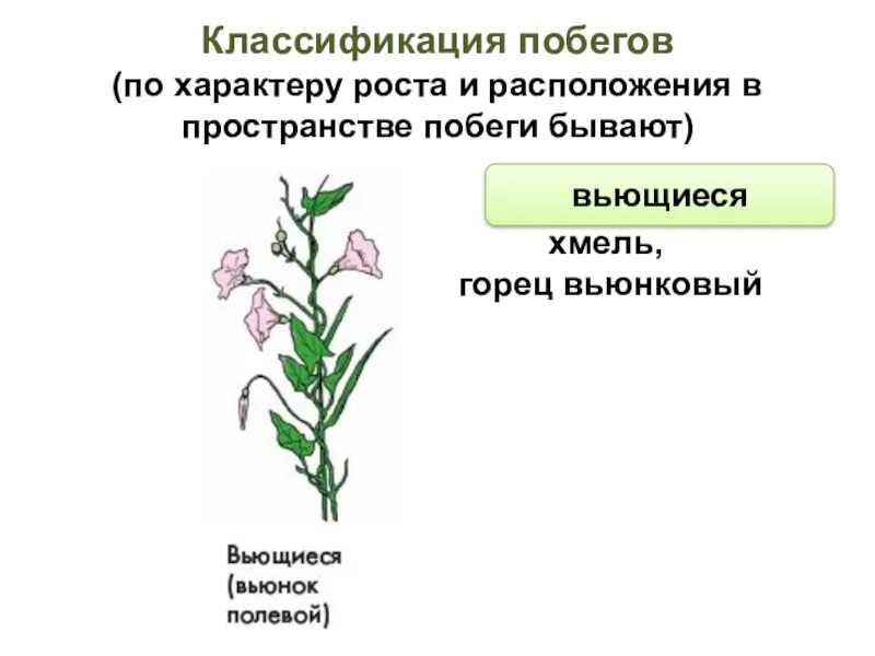 Классификация побегов. Побеги по характеру роста. Классификация побегов по направлению роста. Классификация побега по характеру расположения в пространстве.