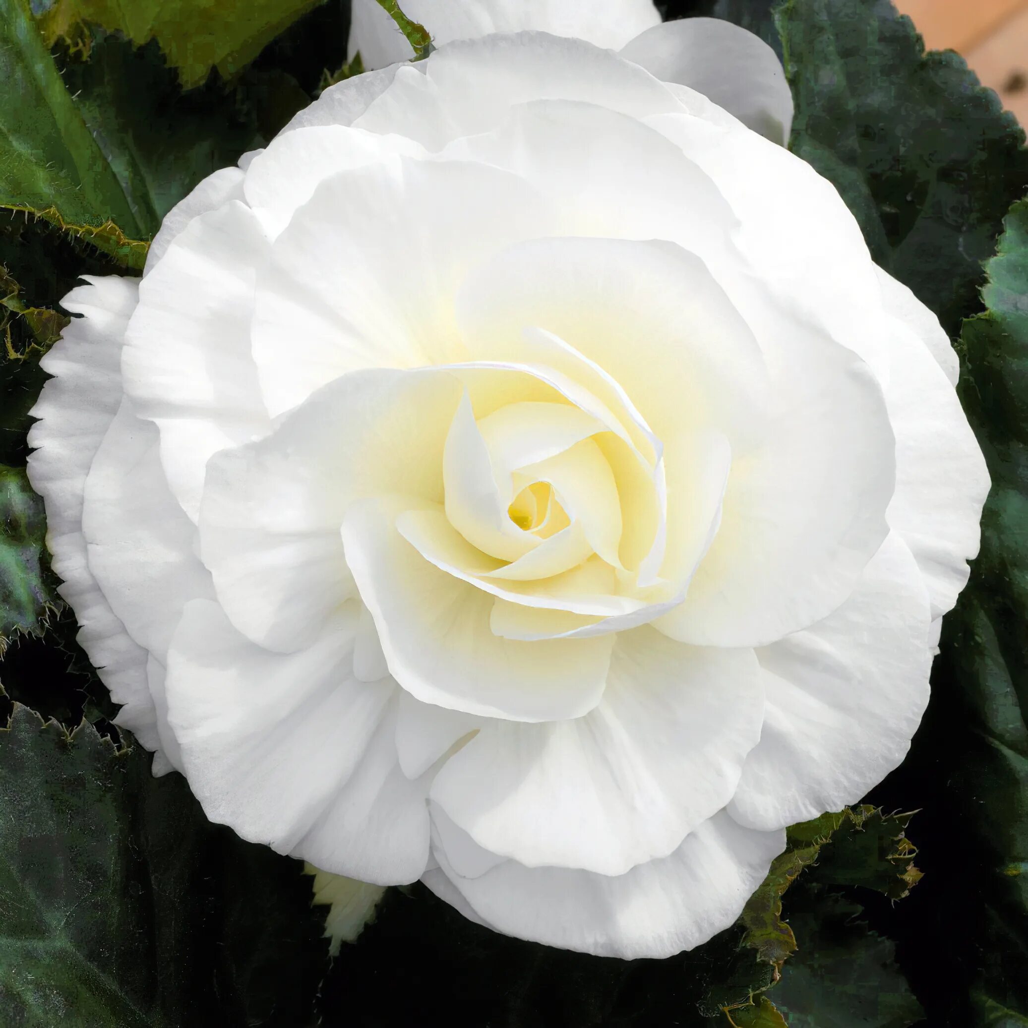 Бегония белая фото Бегония клубневая махровая (Begonia tuberhybrida)