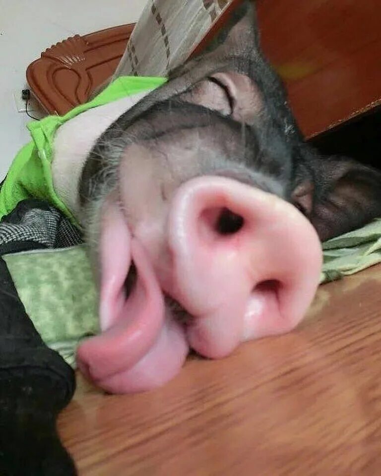 свинка в обмороке 29